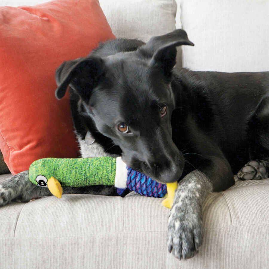 Kong Shakers Cuckoos P&aacute;jaro de Juguete para perros, , large Imagen numero 4