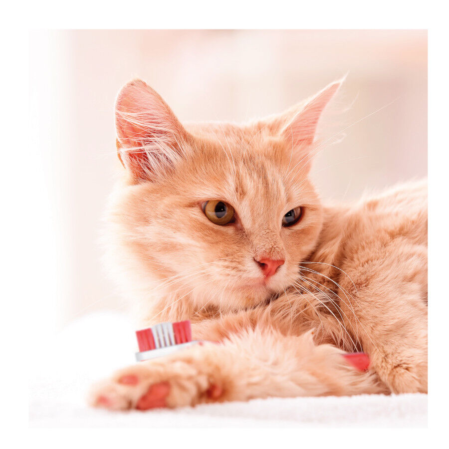 Beaphar Kit Dental para perros thumbnail