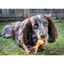 Nylabone Hueso Mordedor Resistente Sabor a Queso para perros, , large indicador imagen numero 2