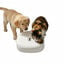 All For Paws Lifestyle Comedero Autom&aacute;tico Blanco para perros y gatos, , large indicador imagen numero 3
