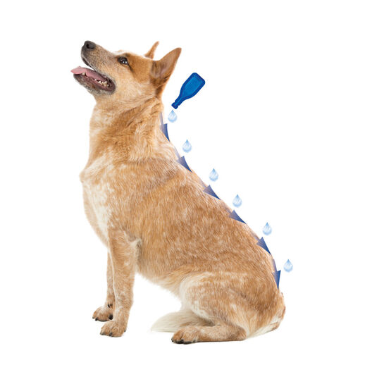 Beaphar Caniguard Duo Pipetas Antiparasitarias para perros medianos, , large image number null