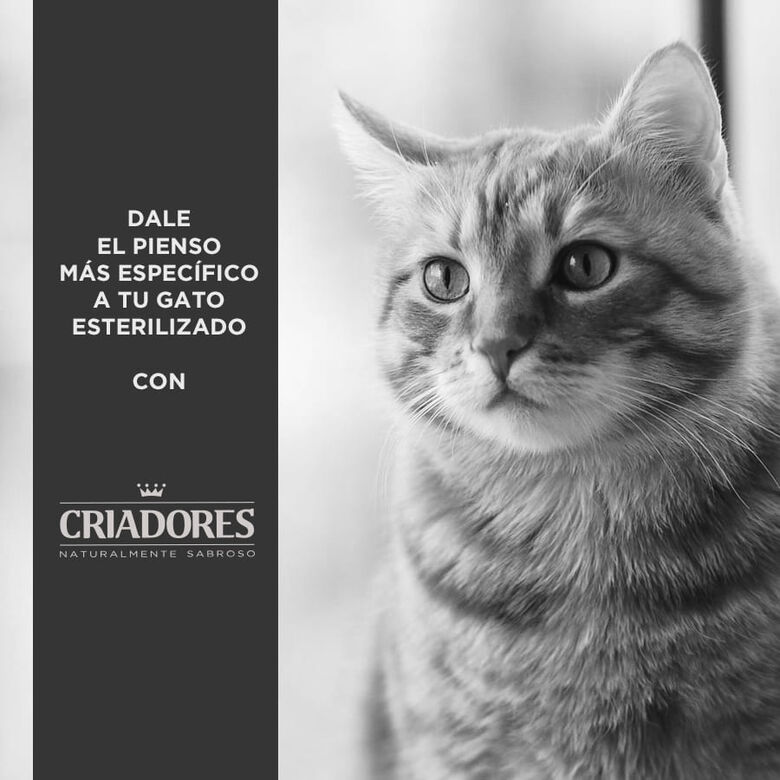 Criadores Adulto Esterilizado Pollo pienso para gatos thumbnail