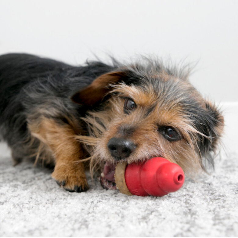 S Kong Marathon sabor a pollo para perros,  Imagen numero 3 S Kong Marathon sabor a pollo para perros, , large Imagen numero 3