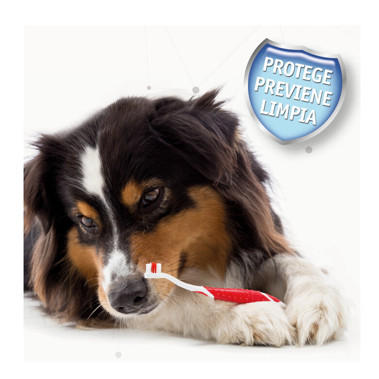 Beaphar Kit Dental para perros, , large image number null