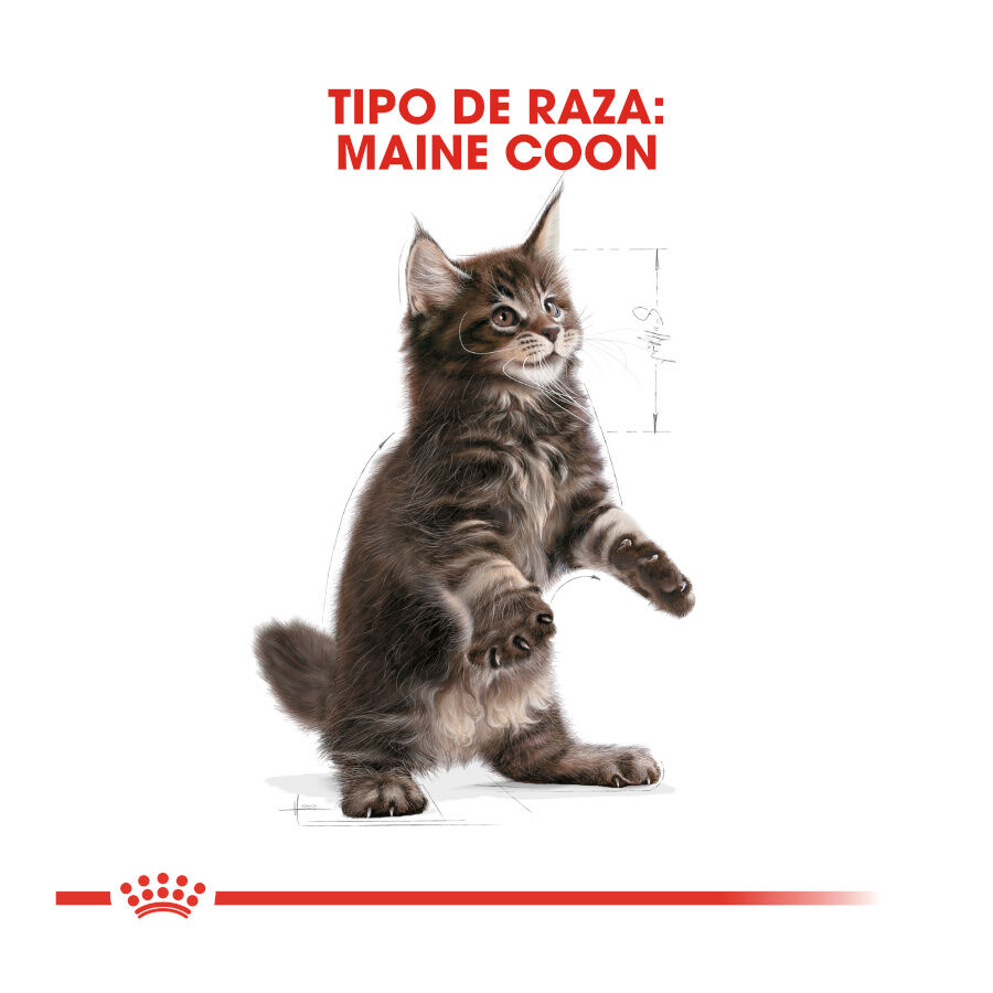 Royal Canin Kitten Maine Coon pienso para gatos thumbnail