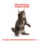10 kg Royal Canin Kitten Maine Coon pienso para gatos, , large indicador imagen numero 4
