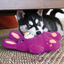 Kong Snuzzles Conejo peluche para perros, , large indicador imagen numero 2