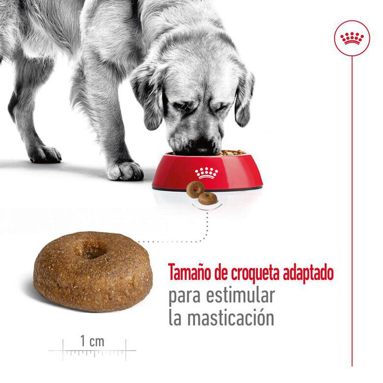 Royal Canin Maxi Ageing 8+ pienso para perros thumbnail