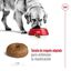 15 kg Royal Canin Maxi Ageing 8+ pienso para perros, , large indicador imagen numero 7