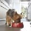 Purina One Senior 8+ Mini pienso para perros, , large indicador imagen numero 3