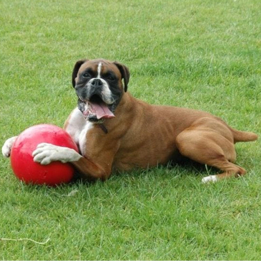 Coachi Boomer Ball pelota gigante para perros, , large Imagen numero 3