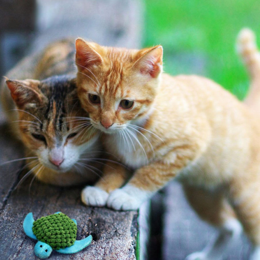 Kong Tortuga Recargable de Juguete para gatos thumbnail