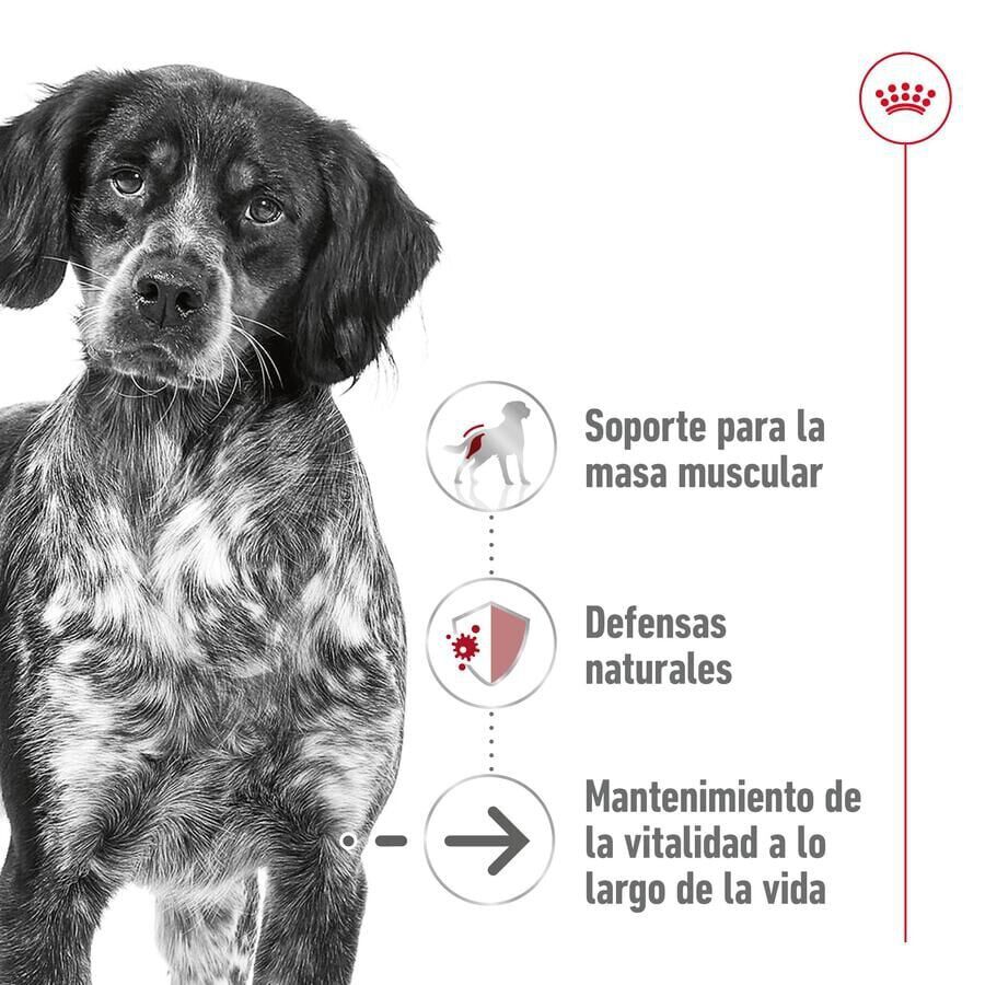 Royal Canin Medium Ageing sobre en salsa para perros thumbnail
