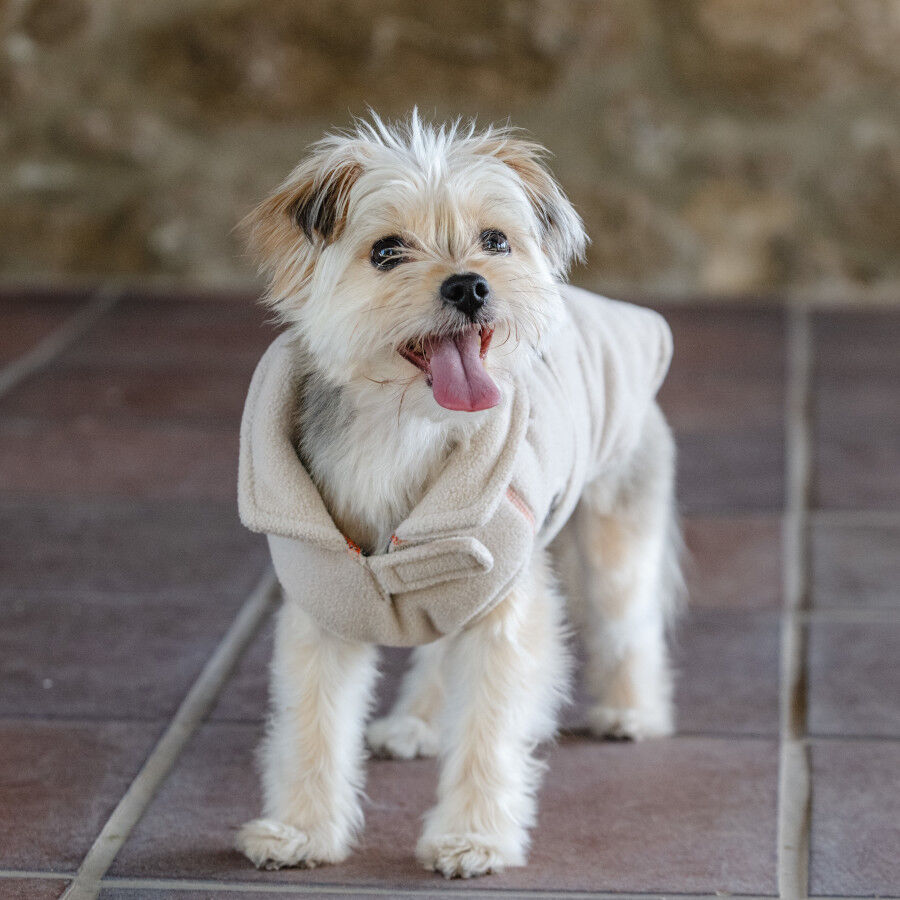 Freedog Polar Snowpuff Beige para perros thumbnail