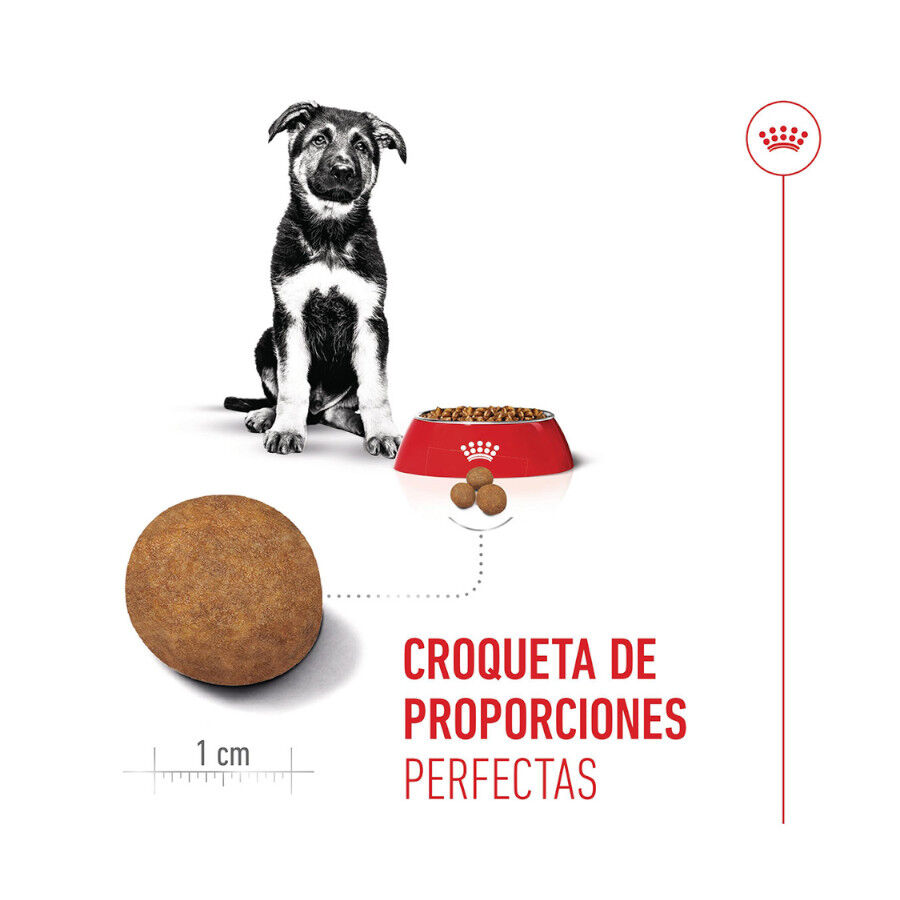 15 kg Royal Canin Puppy Maxi pienso para perros, , large Imagen numero 5