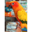 Psittacus Mini pienso para pájaros pequeños, , large indicador imagen numero 7