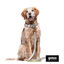 Collar estampado de hojas para perros, , large indicador imagen numero 4
