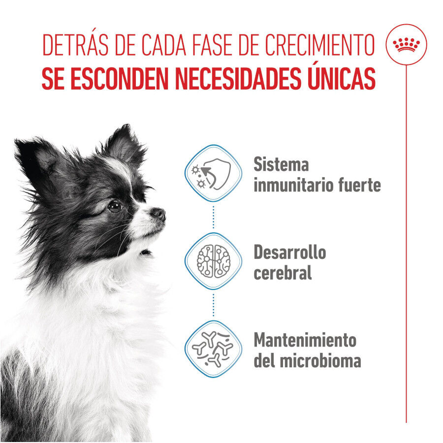 Royal Canin X-Small Puppy pienso para perros thumbnail