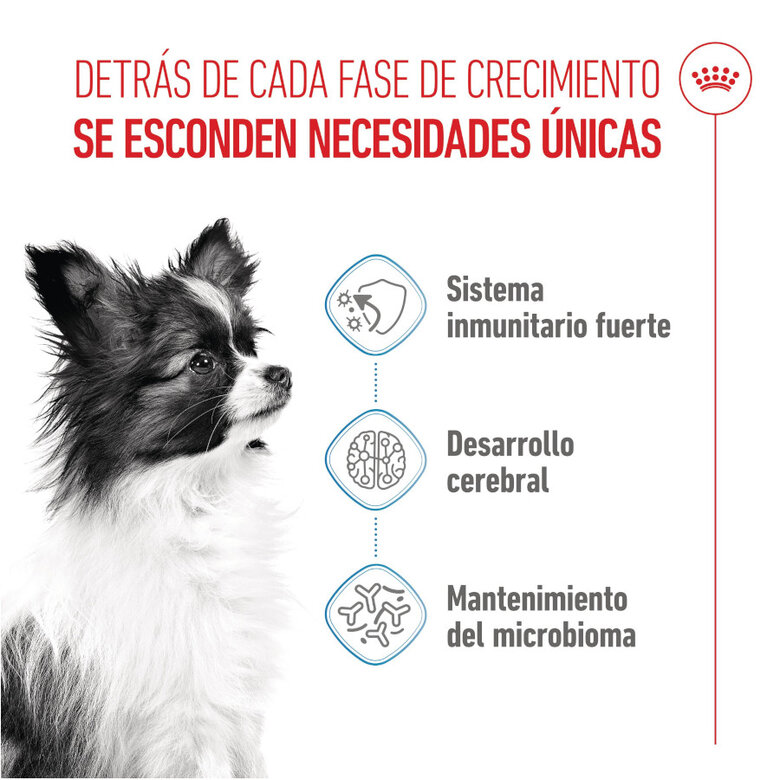 3 kg Royal Canin X-Small Puppy pienso para perros,  Imagen numero 3 3 kg Royal Canin X-Small Puppy pienso para perros, , large Imagen numero 3