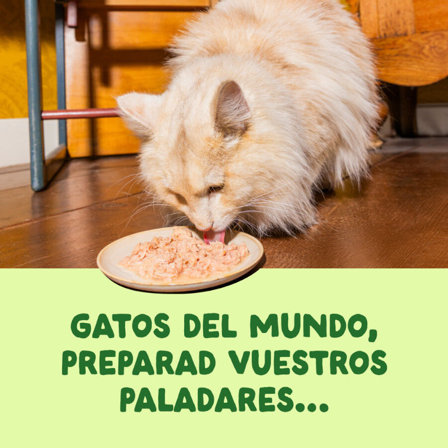 70 g Edgard & Cooper Filetes de Caballa Lata para gatos, , large Imagen numero 2