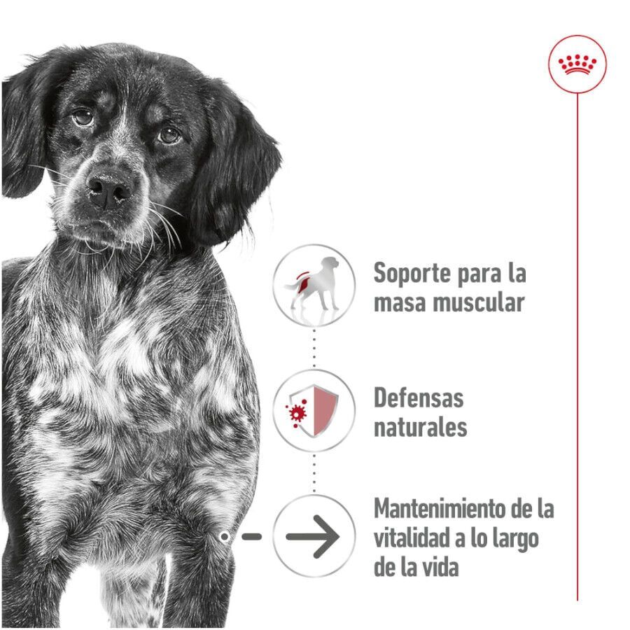 Royal Canin Medium 7+ Ageing lata para perros thumbnail