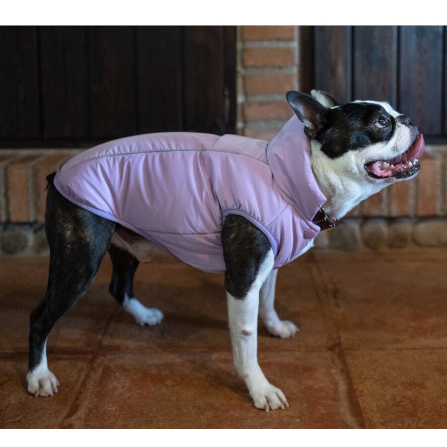 Freedog Abrigo Impermeable Winterhug Morado para perrros
