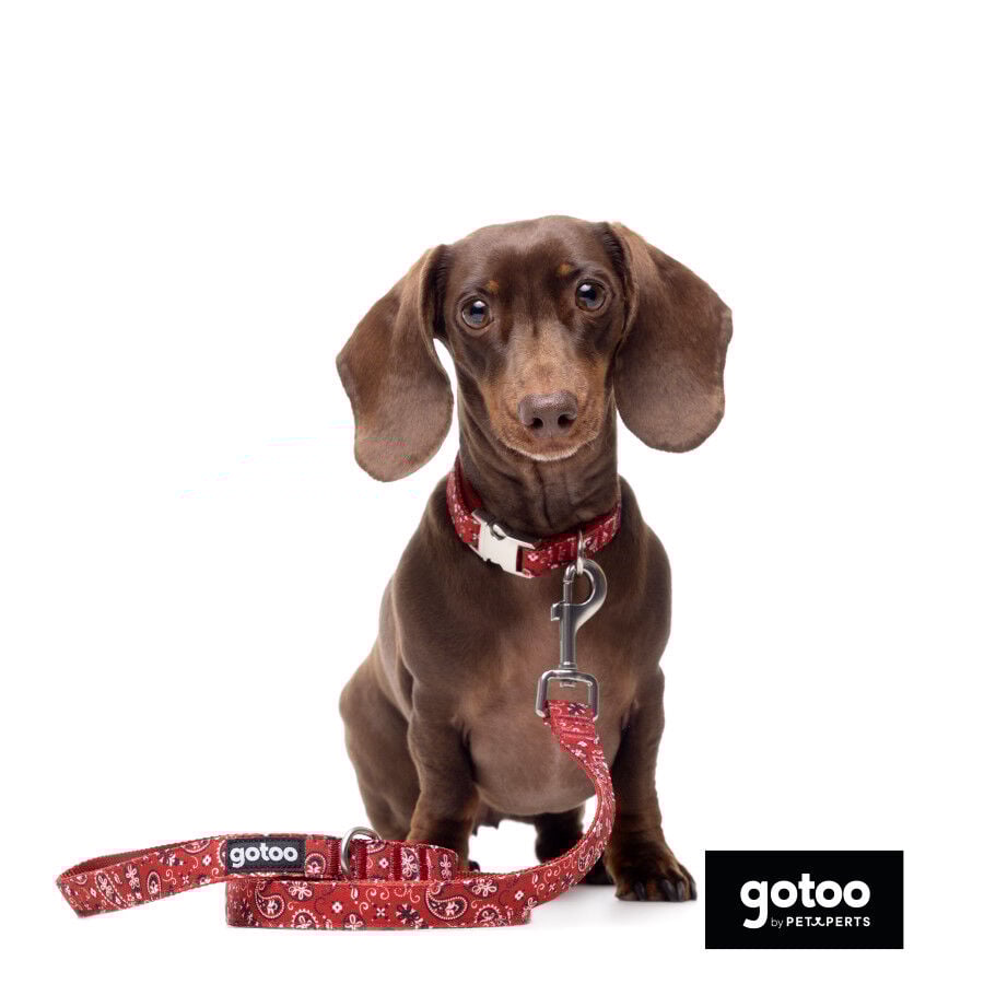Gotoo Collar estampado cachemira rojo para perros, , large Imagen numero 7