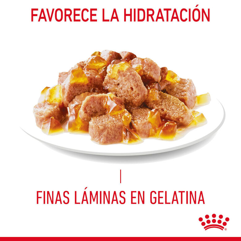Royal Canin Hairball Care Sobre en Gelatina para gatos thumbnail