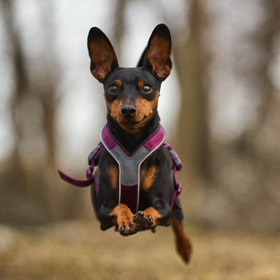 Non-stop dogwear Line 5.0 Arnés Púrpura para perros thumbnail