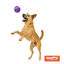 Tootoy! Chase Squeaker Ball Morada pelota de tenis para perros, , large indicador imagen numero 1