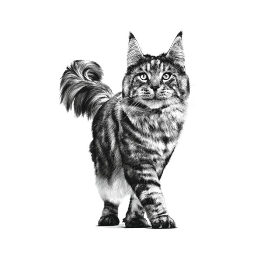 Royal Canin Veterinary Renal pienso para gatos thumbnail