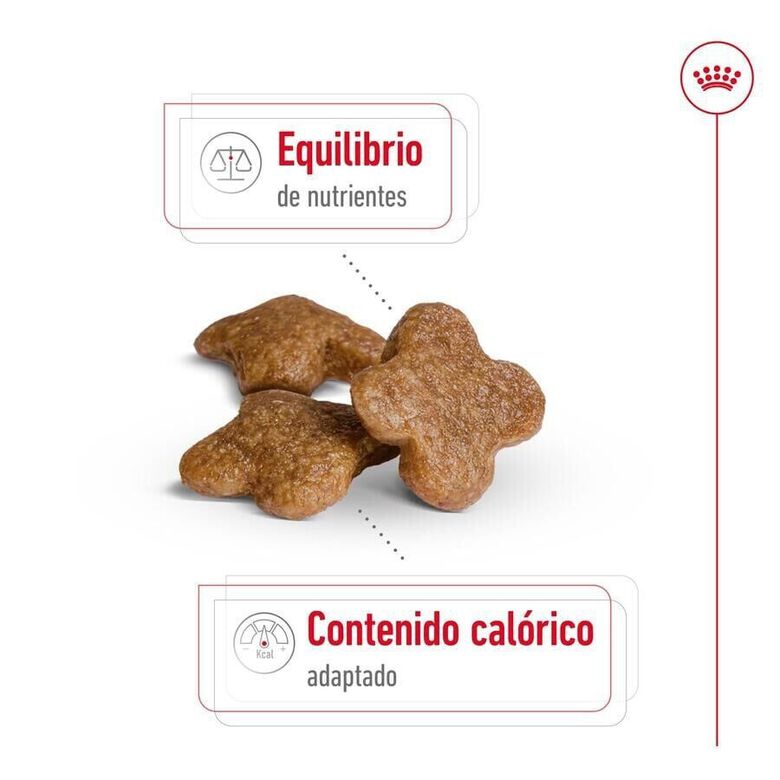 Royal Canin Mini 8+ Adult pienso para perros thumbnail
