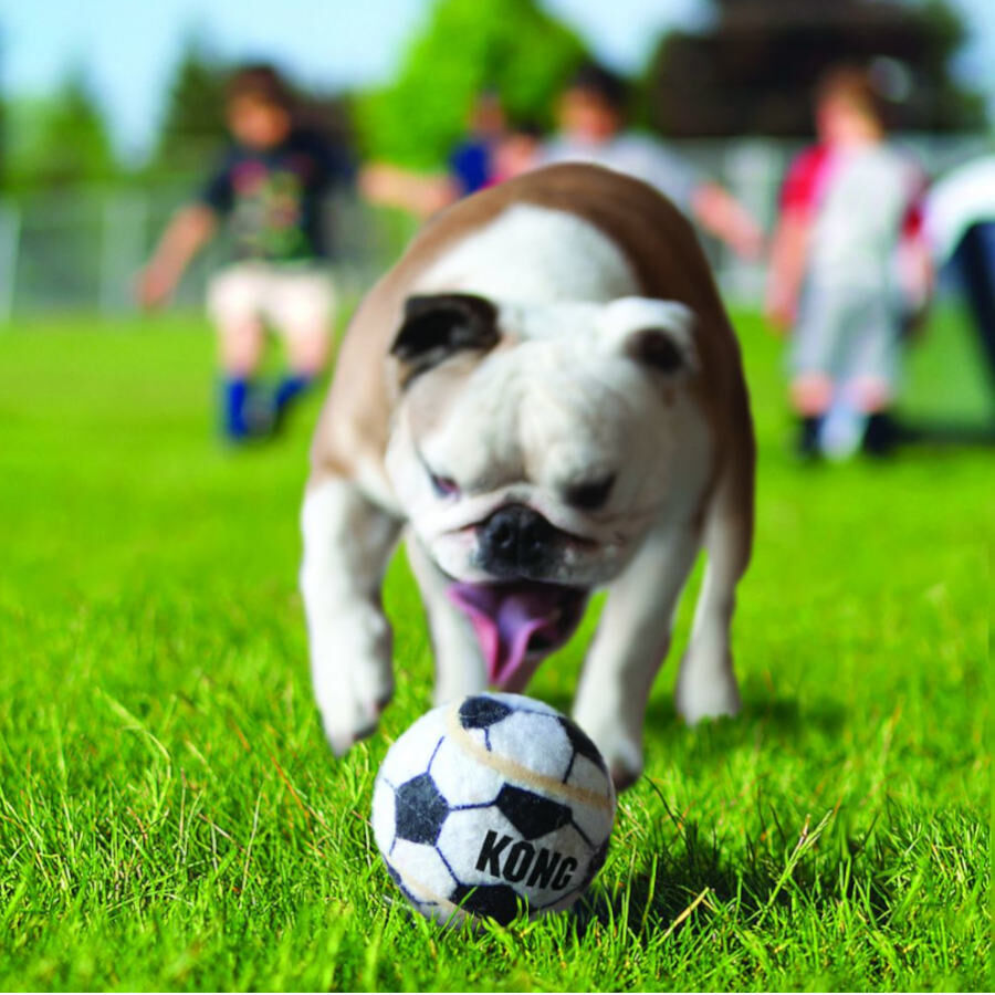 Kong Sport Kit de pelotas para perros, , large Imagen numero 2