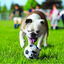 Kong Sport Kit de pelotas para perros, , large indicador imagen numero 2