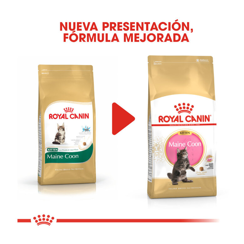 Royal Canin Kitten Maine Coon pienso para gatos, , large image number null