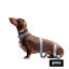 Gotoo Correa Biothane gris para perros, , large indicador imagen numero 6