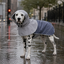 Gotoo Impermeable Gris con Capucha para perros, , large indicador imagen numero 1