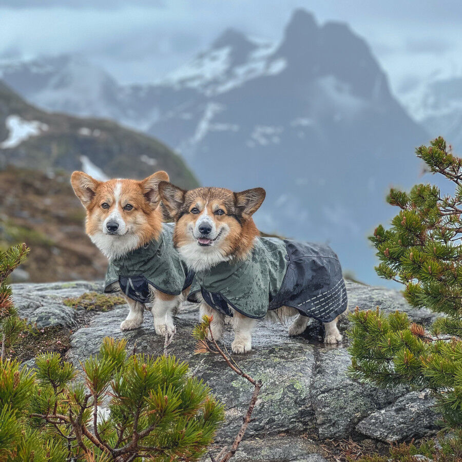 Non-stop dogwear Fjord Chubasquero Impermeable Negro y Verde para perros thumbnail