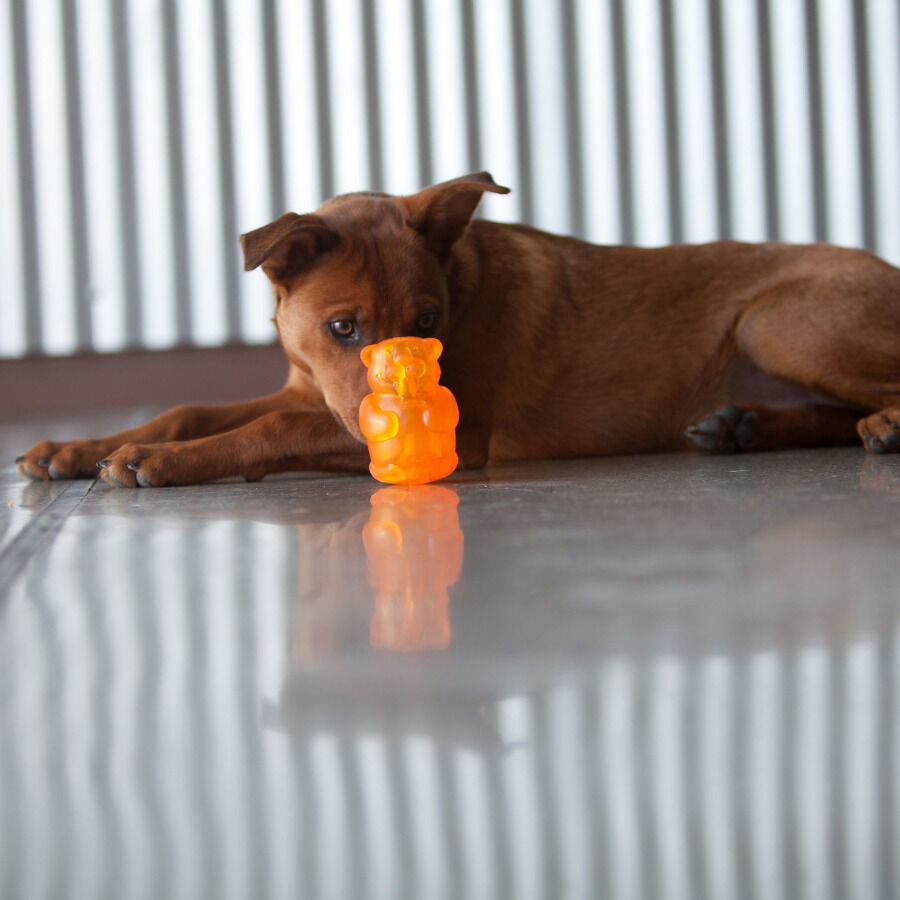 Kong Squeezz Jels juguete para perros, , large Imagen numero 2