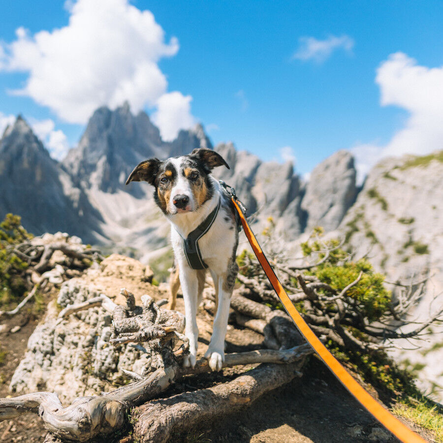 Non-stop dogwear Bungee Correa Elástica Negra y Naranja para perros thumbnail