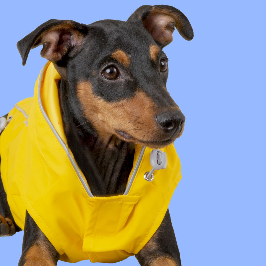 Outech Fisher Impermeable amarillo para perros thumbnail