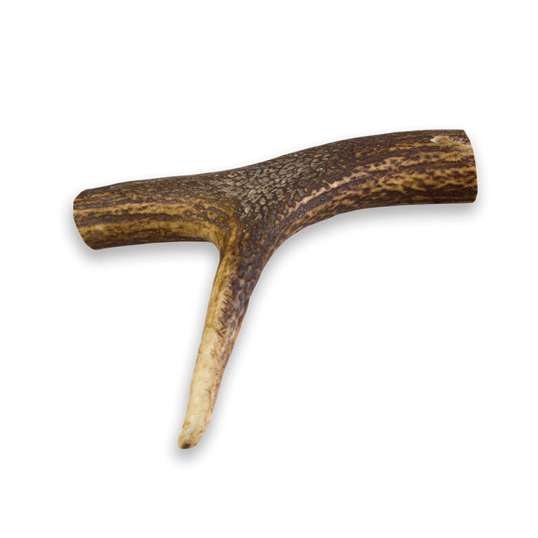 M True Origins Wild Asta de Ciervo para perros,  Imagen numero 1 M True Origins Wild Asta de Ciervo para perros, , large Imagen numero 1