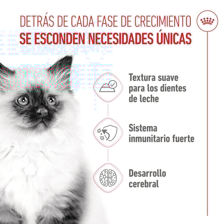 85 g Royal Canin Kitten paté sobre para gatos,  Imagen numero 3 85 g Royal Canin Kitten paté sobre para gatos, , large Imagen numero 3