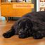 12 kg Edgard & Cooper Adult Pollo pienso para perros grandes, , large indicador imagen numero 6