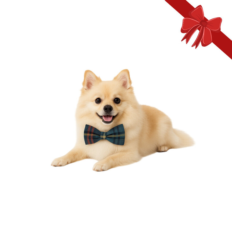 Wonder Christmas Pajarita Navideña Azul para perros,  Imagen numero 1 Wonder Christmas Pajarita Navideña Azul para perros, , large Imagen numero 1