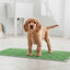 Nice Care Empapadores Pasto para perros, , large indicador imagen numero 1