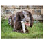 Nylabone Extreme Chew Pollo Hueso Mordedor para perros, , large indicador imagen numero 3