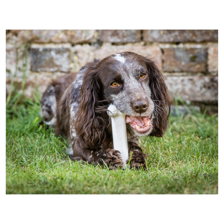 Nylabone Extreme Chew Pollo Hueso Mordedor para perros thumbnail