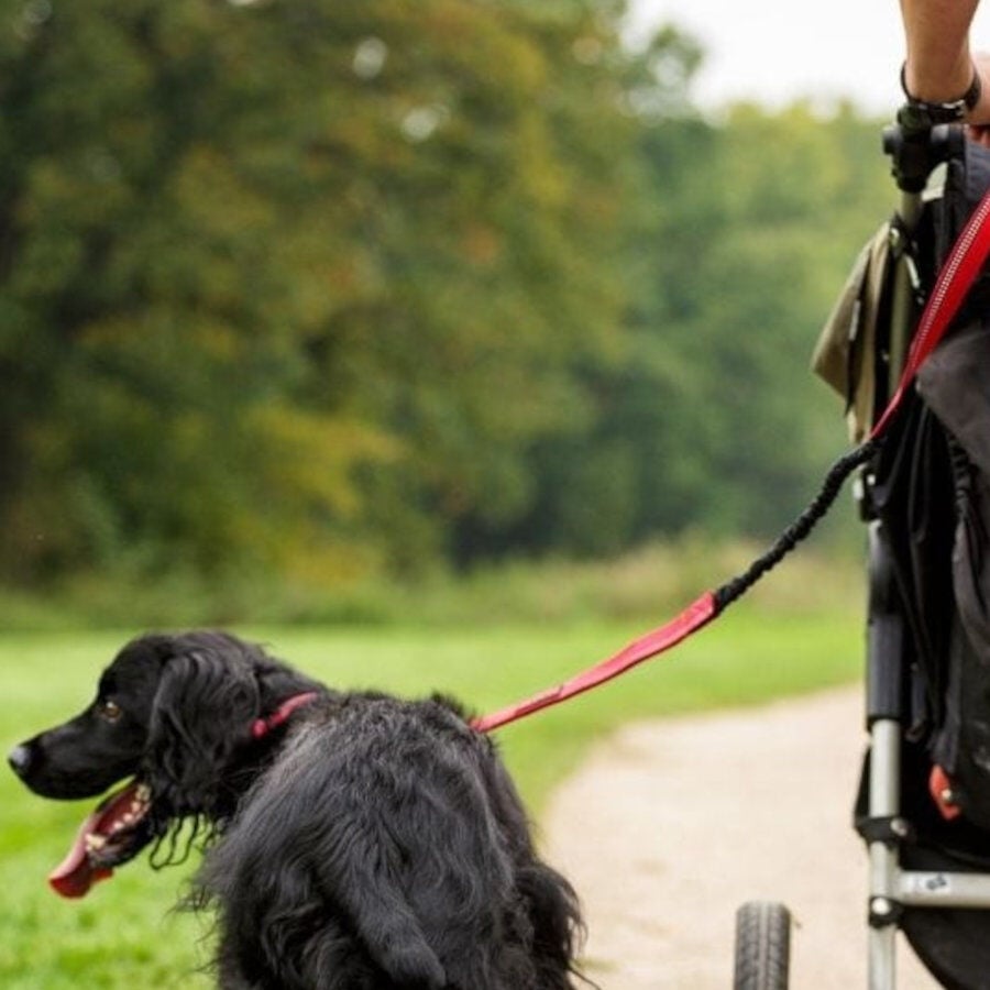 Halti correa de canicross acolchada morada para perros, , large Imagen numero 3