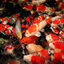 JBL ProPond Flakes alimento para peces, , large indicador imagen numero 8